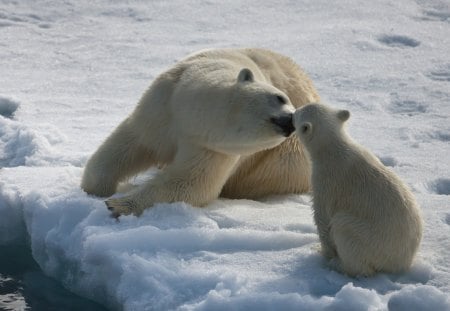 Mother And Son Love - mother, love, bears, son