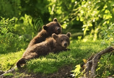 Two Baby Bears - bears, baby, tree, two