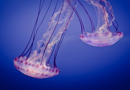 Jelly Fish - fish, oceans, marine, jelly