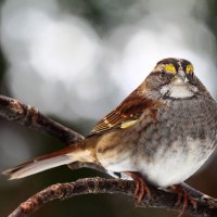 Beautiful Bird On A Branch