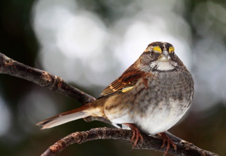 Beautiful Bird On A Branch - beautiful, bird, on, branch