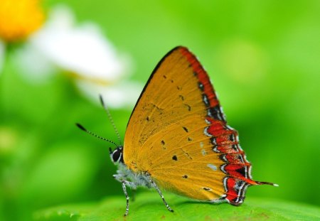 Yellow Butterfly - tree, yellow, butterfly, leave