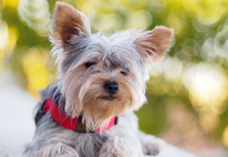 Cute Dog - cute, sitting, dog