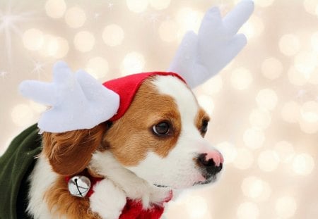 Adorable Dog - pretty, magic, holidays, holiday, magic christmas, decorations, merry christmas, xmas, photograp, winter, decoration, happy new year, beautiful, christmas decoration, beauty, lovely, christmas, winter time, new year, happy holidays