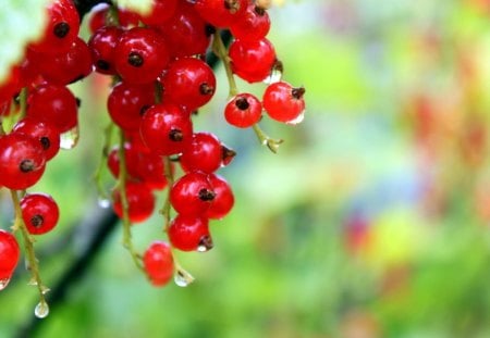 red berries - berries, fruits, red, nature