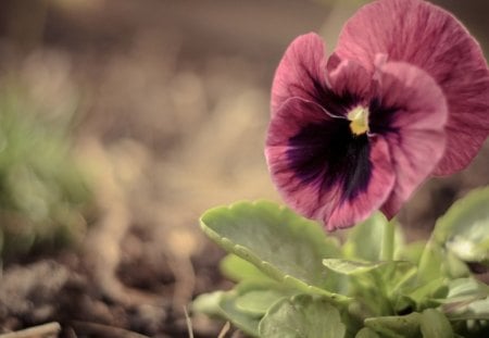 soft violas - viola, pretty, flowers, nature