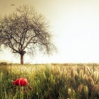 lonely poppy in the field