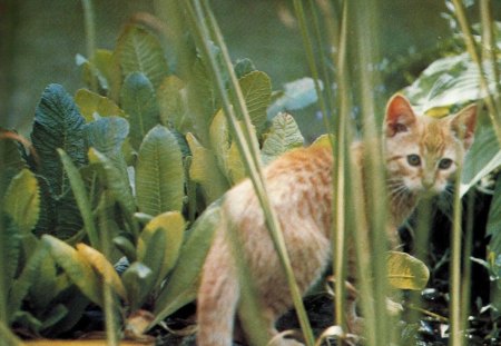 British short-hair spotted kitten - cute, kitten, spotted, feline, green