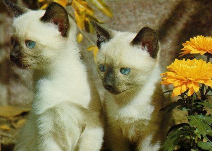 Seal point siamese kittens - kittens, feline, seal point, cute, siamese