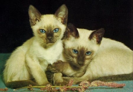 Seal point siamese kittens - cute, kittens, seal point, feline