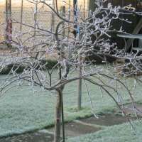 Frosty Maple