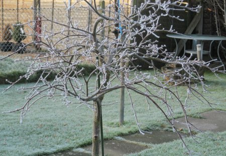 Frosty Maple - frost, trees, winter, gardens