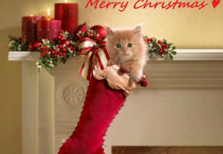 â™¥ Merry Christmas â™¥ - cat, animals, christmas, kitty