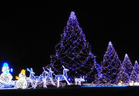 MAGIC FOREST - christmas, trees, magic, new year, lights, holidays