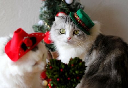 GENTLE COUPLE - hat, cat, cats, tree, christmas