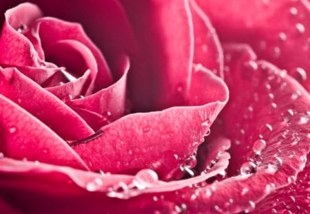 Pink Rose - water, pink rose, rose, nature, drops of water, pink, beautiful, flowers, drops