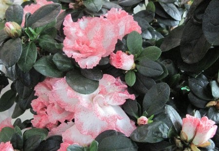 Pink flowers - white, pink, photography, green, flowers