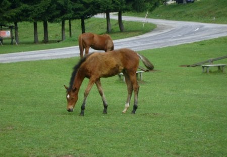 horse in bulgaria - nice horse, bulgaria, horse, horse in bulgaria