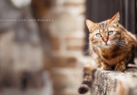 If cats could talk, they wouldn't... - pretty, fantastic, amazing, great, outside, stunning, animal, kittens, kitten, cats, nice, outstanding, super, beautiful, sweet, fence, cat, wonderful, marvellous, picture, awesome, skyphoenixx1, cute, adorable, animals, wallpaper, kitty