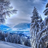 áƒ¦.White Trees in Winter.áƒ¦