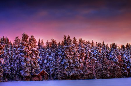 áƒ¦.Beautiful Sunset in Purple.áƒ¦ - cottage, frosty, xmas, greeting, magic, purple, amazing, beautiful sunset in purple, holiday, frozen, adorable, landscape, snowflakes, silent, celebration, covered, snow, seasons, cabin, beauty, travels, trees, photography, wonderful, mist, quiet, winter time, sunsets, love, forests, winter, lovely, christmas, bright, white tree, force of nature, fog, splendor