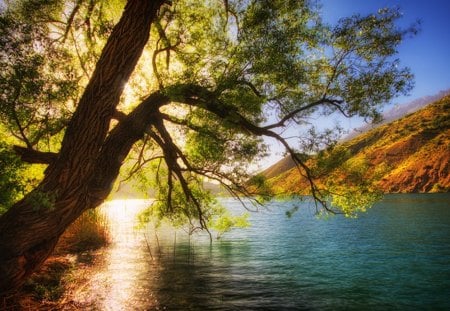 ♥ - lakes, natures, tree, sun