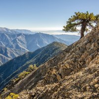 tree in the mountains