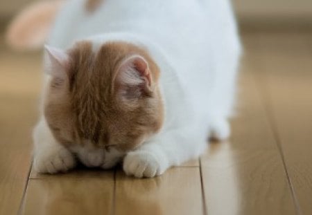 Hannah, by Ben Torode - white, sleep, ben torode, bow, cat, tan, hanna