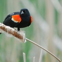 Lovely Black & Orange Bird