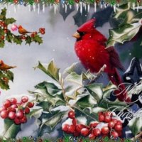 CHRISTMAS CARDINAL