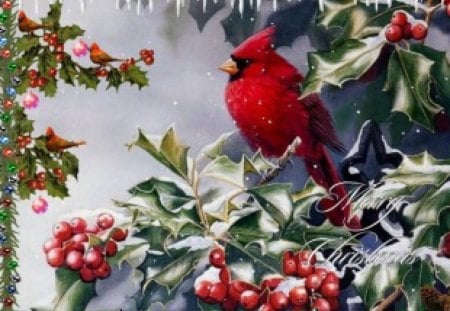 CHRISTMAS CARDINAL - red, catdinal, berries, holly, bird