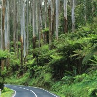 road in the forest