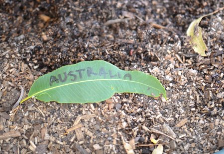 Happy Australia Day From Shell - queensland, gum leaf, brisbane, photography, Australia Day, australia