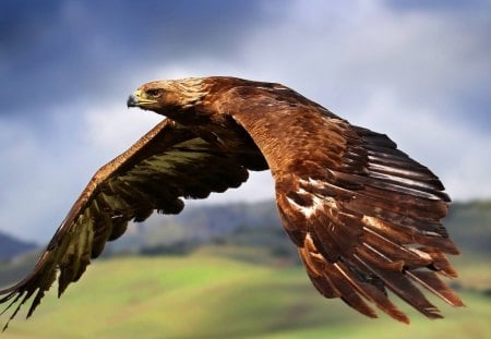 bird of prey - flying, sky, clouds, beautiful, bird