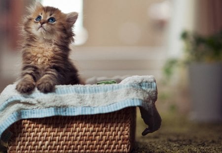 beautiful kitten - basket, cute, puppy, cat