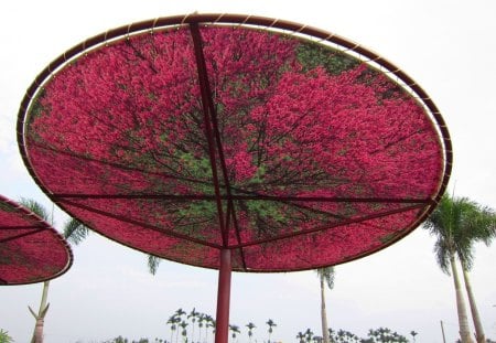 Cherry blossoms sun umbrellas - creative, tourism zone, cherry blossoms, sun umbrellas, beautiful