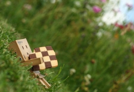 hold a cookie - nature, danbo, grass, cookie