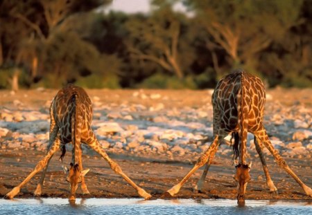 giraffe - etosha, park, giraffe, national