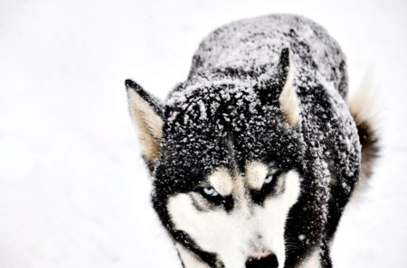 the husky - animals, snow, winter, dogs, husky