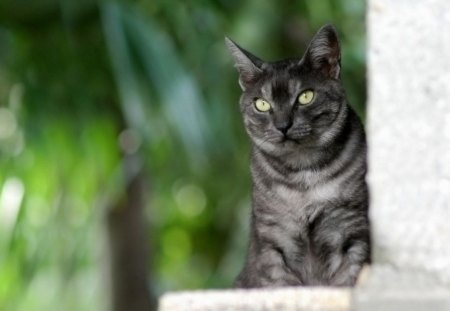 Cat - hat, pretty, cat face, beautiful, beauty, lovely, paws, sweet, cat, kitten, cute, cats, face, sleeping, animals, kitty