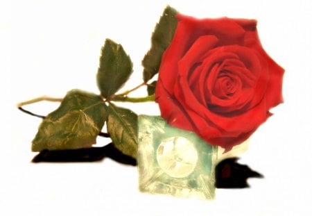 ๑♥๑ Imaginary Love ๑♥๑ - red rose, one single, beautiful, lovely, love, flowers, fresh, passion, nature