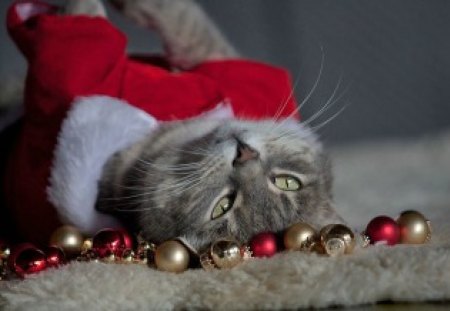 Enjoying Christmas - balls, grey, cat, red, enjoying, christmas