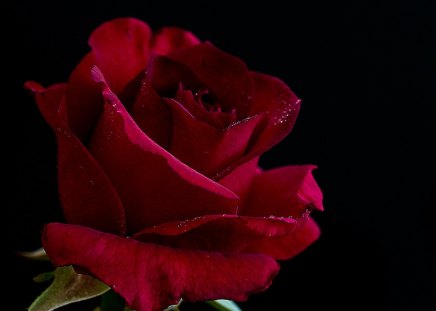 As red as blood - love, blood, rose, red