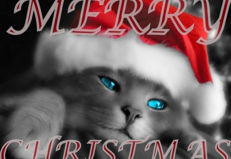 Blue Eyed Christmas - christmas, hat, blue eyes, cat