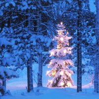 áƒ¦.Glow Xmas Tree in Blue.áƒ¦