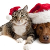 Cat and dog in Santa hats