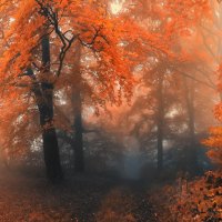 autumn forest mist