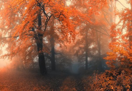 autumn forest mist - autumn, trees, forests, mists, wallpaper, mist, nature, forest, red, leaves, new