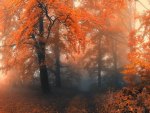 autumn forest mist