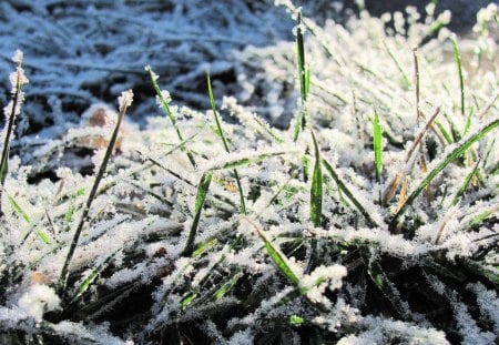 Frost on the Grass - ice, nature, december, frost, winter, grass, crystals